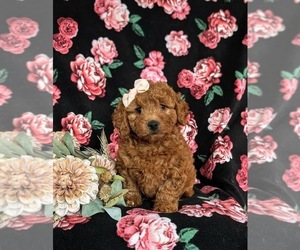 Goldendoodle (Miniature) Puppy for sale in CHRISTIANA, PA, USA