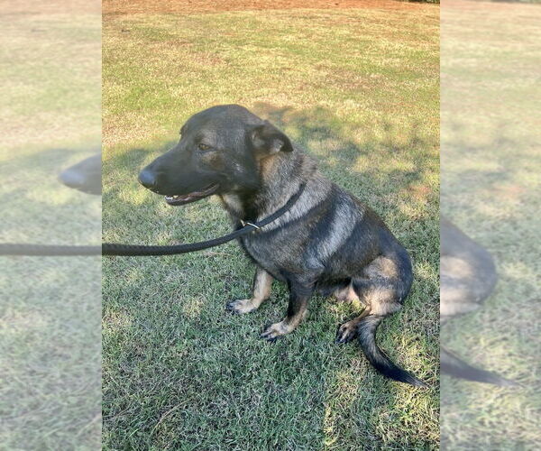 Medium Photo #6 German Shepherd Dog-Unknown Mix Puppy For Sale in Brewster, NY, USA