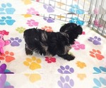 Small #2 Yorkipoo