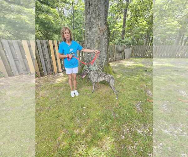 Medium Photo #2 Greyhound Puppy For Sale in Cherry Hill, NJ, USA