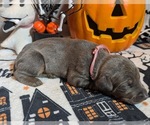 Puppy Pink Doberman Pinscher