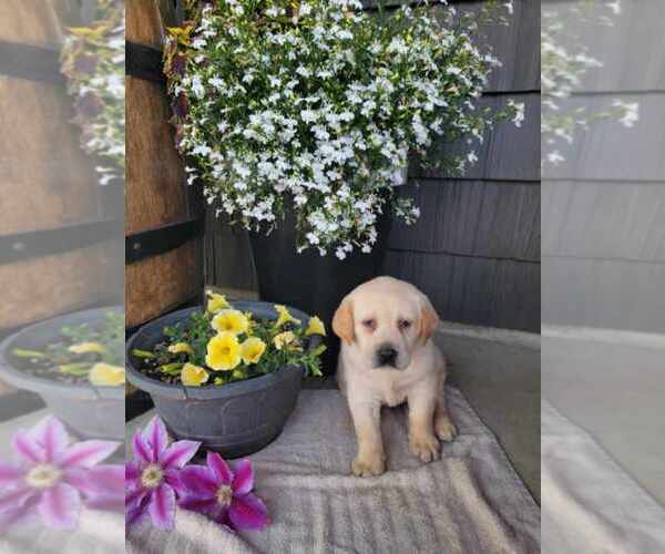 Medium Photo #7 Labrador Retriever Puppy For Sale in GRABILL, IN, USA