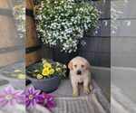 Small #6 Labrador Retriever