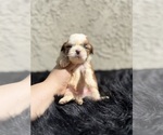 Small #1 Shih Tzu