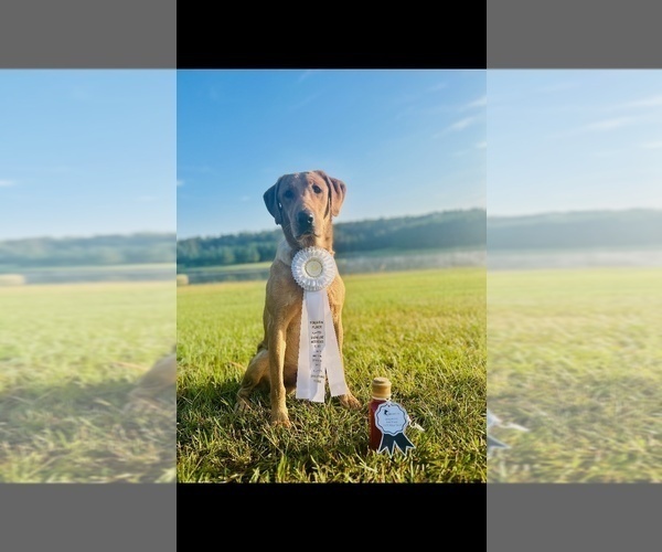 Medium Photo #18 Labrador Retriever Puppy For Sale in AIKEN, SC, USA