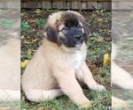 Small Photo #14 Leonberger-Saint Bernard Mix Puppy For Sale in BATH, NY, USA