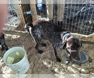 Father of the German Shorthaired Pointer puppies born on 04/27/2022