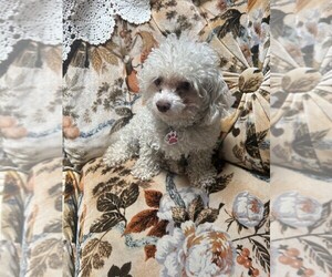 Mother of the Poodle (Toy)-Yorkshire Terrier Mix puppies born on 06/06/2025