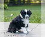 Small #3 Miniature Australian Shepherd