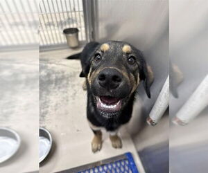 Rottweiler-Siberian Husky Mix Dogs for adoption in Fairbanks, AK, USA