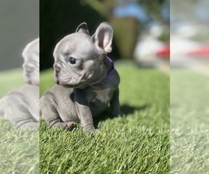 French Bulldog Puppy for sale in SAN JOSE, CA, USA