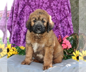 Saint Berdoodle Puppy for sale in KIRKWOOD, PA, USA