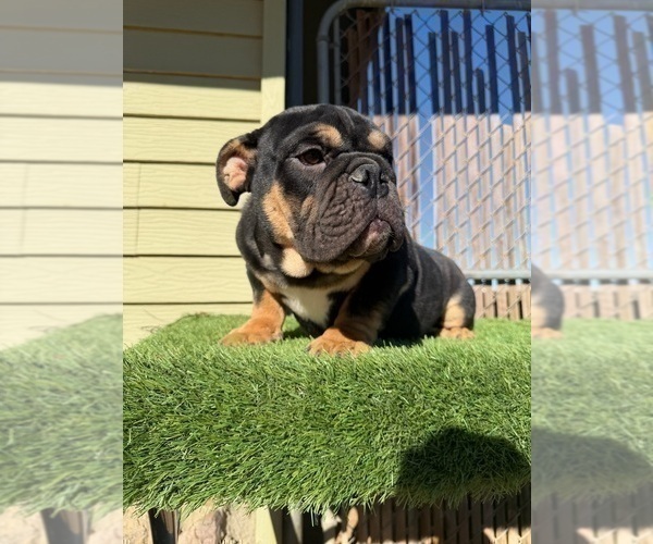 Medium Photo #2 English Bulldog Puppy For Sale in GREENWICH, CT, USA