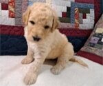 Puppy Male 2 Goldendoodle