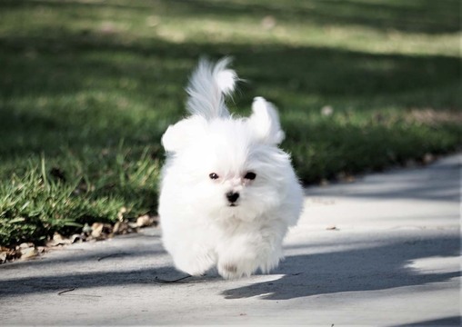 Medium Photo #6 Maltese Puppy For Sale in FULLERTON, CA, USA