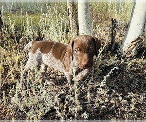 German Shorthaired Pointer Puppy for sale in WOODLAND PARK, CO, USA