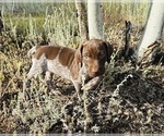 Image preview for Ad Listing. Nickname: Shilo Girl