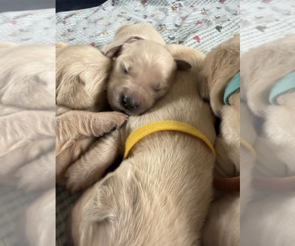 Medium Photo #1 English Cream Golden Retriever-Golden Retriever Mix Puppy For Sale in LITITZ, PA, USA