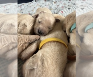 English Cream Golden Retriever-Golden Retriever Mix Puppy for sale in LITITZ, PA, USA