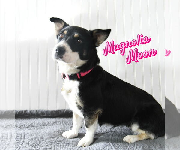 Medium Photo #1 Mutt Puppy For Sale in Sandy, UT, USA