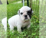 Small Photo #4 English Bulldog Puppy For Sale in WEST PLAINS, MO, USA