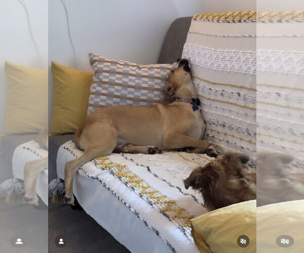 Medium Photo #9 Mutt Puppy For Sale in Bellevue, WA, USA