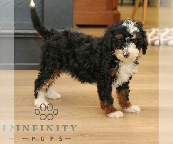 Medium Photo #5 Bernedoodle (Miniature) Puppy For Sale in PARADISE, PA, USA