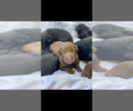 Small #11 Labrador Retriever