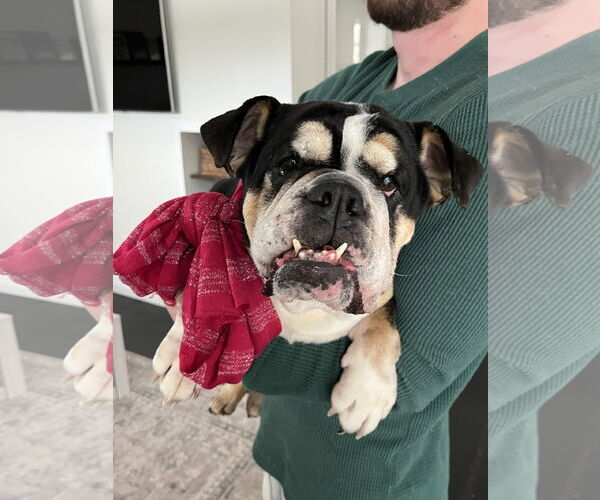 Medium Photo #1 Bulldog Puppy For Sale in Dumont, NJ, USA