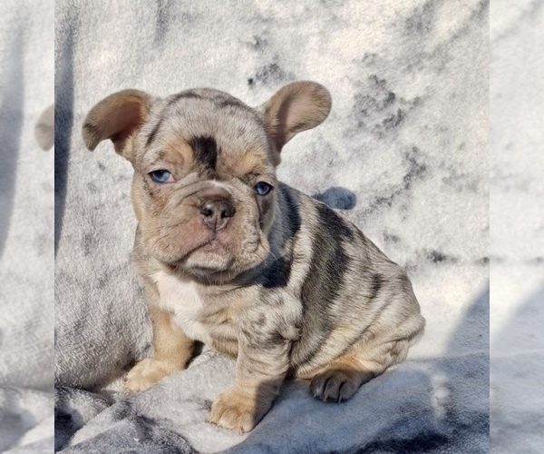 Medium Photo #1 French Bulldog Puppy For Sale in COCOA, FL, USA