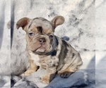 Small Photo #1 French Bulldog Puppy For Sale in COCOA, FL, USA