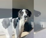 Small Great Dane
