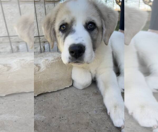 Medium Photo #5 Anatolian Shepherd-Great Pyrenees Mix Puppy For Sale in Bend, OR, USA