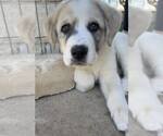 Small #4 Anatolian Shepherd-Great Pyrenees Mix