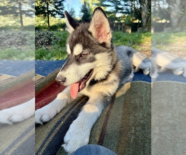 Medium Photo #6 Alaskan Husky-Alaskan Malamute Mix Puppy For Sale in CANASTOTA, NY, USA