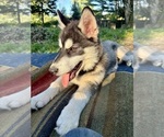 Small #5 Alaskan Husky-Alaskan Malamute Mix