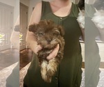 Puppy Puppy 2 Mal-Shi