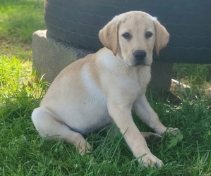 Labrador Retriever Puppy for sale in APPOMATTOX, VA, USA