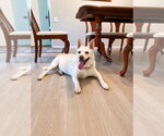 Small Photo #2 Canaan Dog-Unknown Mix Puppy For Sale in Lake Forest, CA, USA