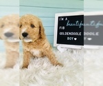 Small Photo #3 Goldendoodle Puppy For Sale in PALM CITY, FL, USA