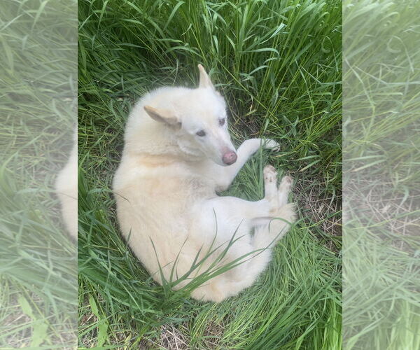 Medium Photo #2 Mutt Puppy For Sale in Fort Collins, CO, USA