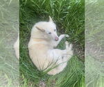 Small #1 Mutt