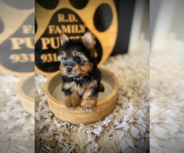 Medium Photo #1 Yorkshire Terrier Puppy For Sale in CROSSVILLE, TN, USA