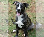 Small #1 Labrador Retriever-Plott Hound Mix