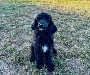 Poodle (Standard) Puppy for sale in MOUNDS, OK, USA