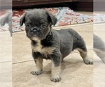 Small Photo #3 French Bulldog Puppy For Sale in LOS ALTOS, CA, USA