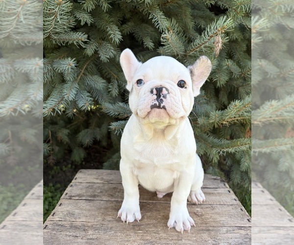 Medium Photo #5 French Bulldog Puppy For Sale in MIDDLEBURY, IN, USA