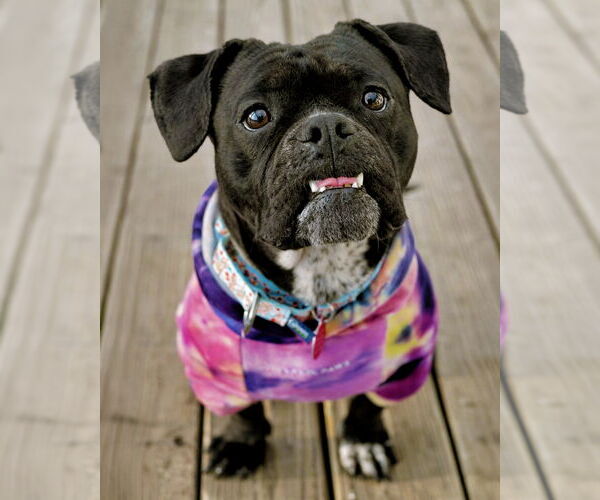 Medium Photo #6 Buggs Puppy For Sale in Westminster, MA, USA