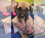 Small #3 Boxador
