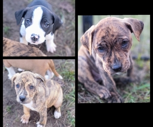 Mountain Cur-Mutt Mix Puppy for sale in CHUNKY, MS, USA